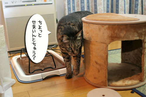新しいタワーさん★こんにちは前編_d0355333_16543351.jpg