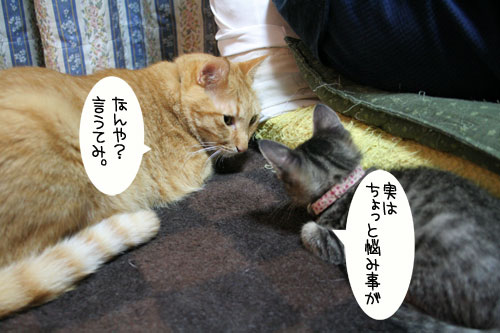 子猫に人気_d0355333_16543611.jpg