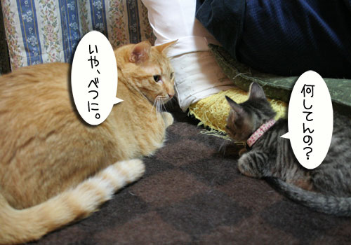 子猫に人気_d0355333_16543628.jpg