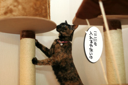 新しいタワーさん★こんにちは後編_d0355333_16543795.jpg