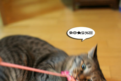 新しいおもちゃに突撃!_d0355333_16550883.jpg
