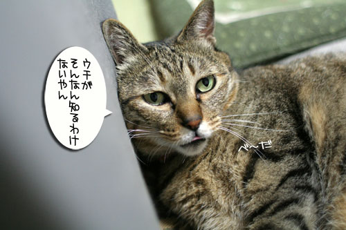 新しいおもちゃに突撃!_d0355333_16550916.jpg