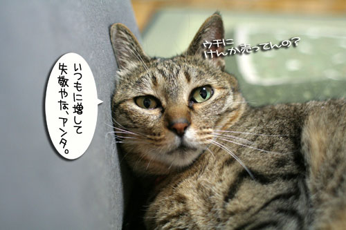 新しいおもちゃに突撃!_d0355333_16550942.jpg