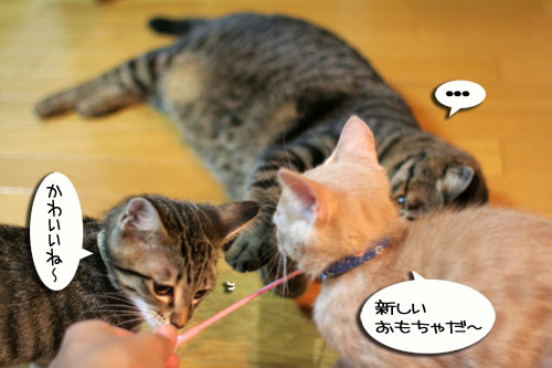 新しいおもちゃに突撃!_d0355333_16551077.jpg