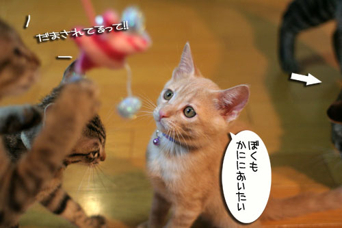 新しいおもちゃに突撃!_d0355333_16551105.jpg