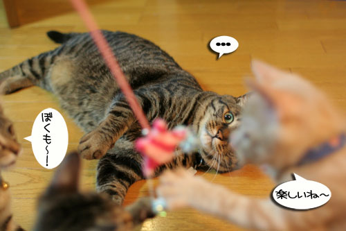 新しいおもちゃに突撃!_d0355333_16551199.jpg
