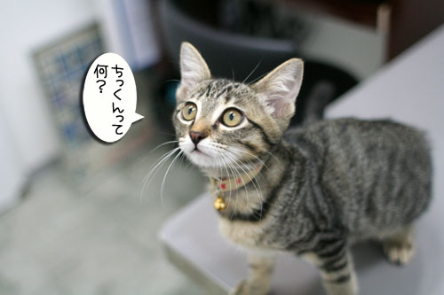 ワクチン接種してきました_d0355333_16551454.jpg