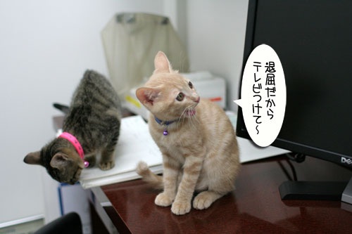 ワクチン接種してきました_d0355333_16551500.jpg