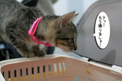 ワクチン接種してきました_d0355333_16551542.jpg