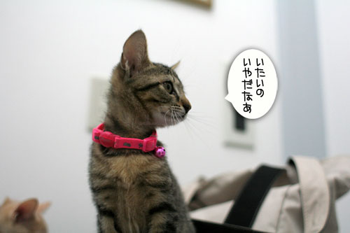 ワクチン接種してきました_d0355333_16551577.jpg