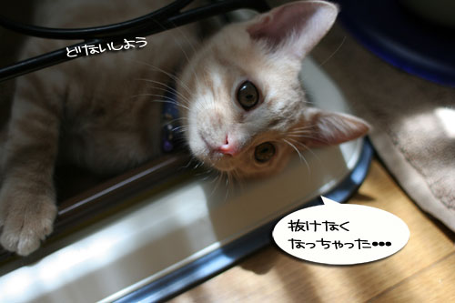 ★嬉しいお知らせ★_d0355333_16552691.jpg