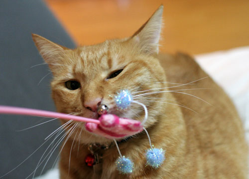 人気の猫じゃらし_d0355333_16553022.jpg