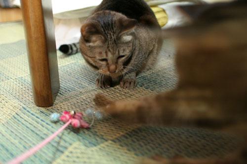 人気の猫じゃらし_d0355333_16553240.jpg