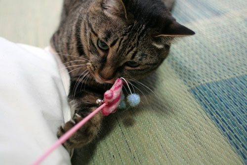 人気の猫じゃらし_d0355333_16553286.jpg
