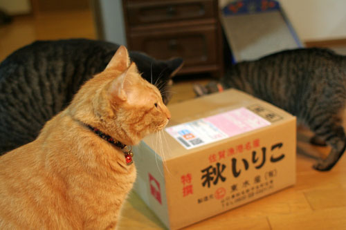 この箱は何?_d0355333_16554838.jpg