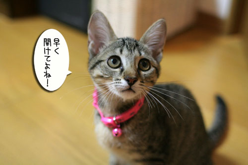 この箱は何?_d0355333_16554941.jpg