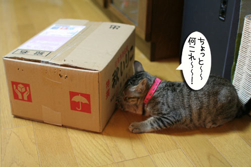 この箱は何?_d0355333_16554965.jpg