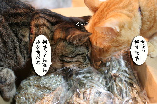 箱の中身は・・・_d0355333_16555942.jpg
