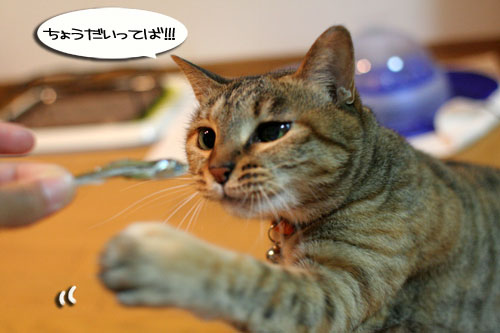 箱の中身は・・・_d0355333_16560020.jpg