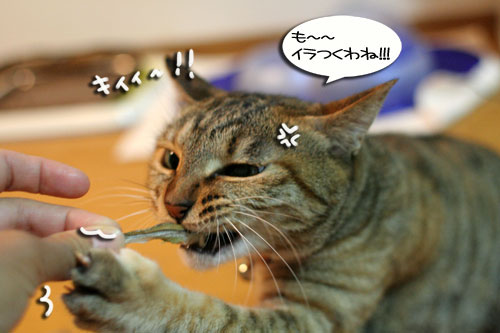箱の中身は・・・_d0355333_16560069.jpg