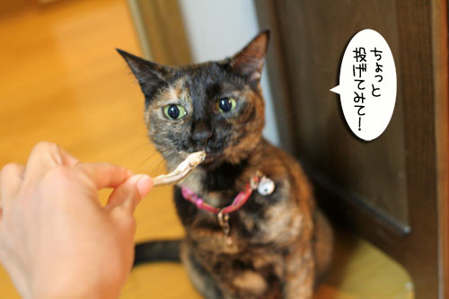 箱の中身は・・・_d0355333_16560186.jpg