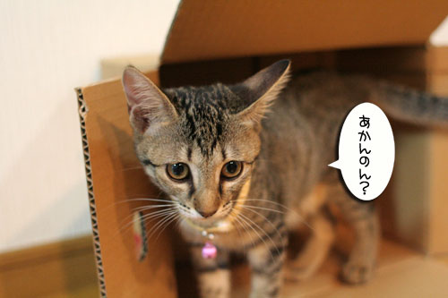 箱の中身は・・・_d0355333_16560357.jpg
