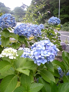 大人の味ってどんな味?_d0355333_16560423.jpg