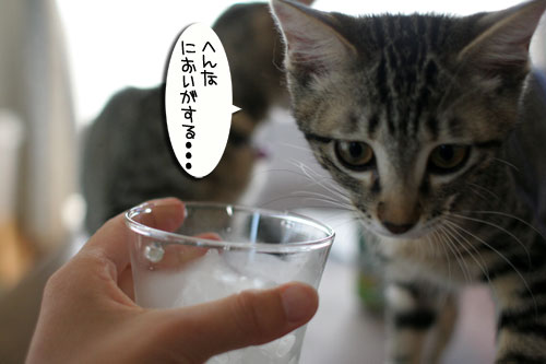大人の味ってどんな味?_d0355333_16560597.jpg