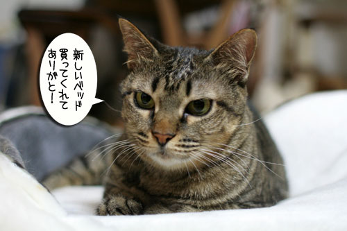 いるの?いらないの?_d0355333_16561329.jpg