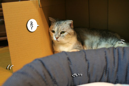 New猫ベッド争奪戦★前編_d0355333_16561661.jpg