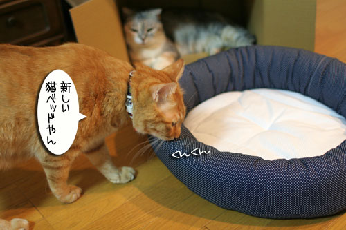 New猫ベッド争奪戦★前編_d0355333_16561785.jpg