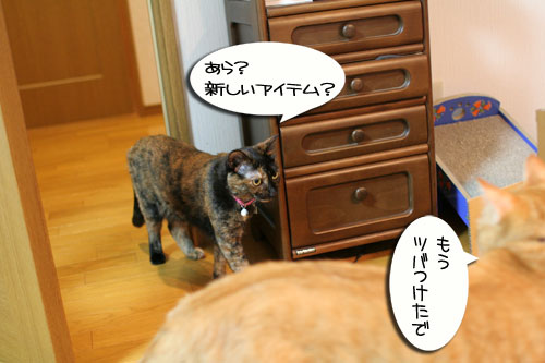 New猫ベッド争奪戦★前編_d0355333_16561846.jpg