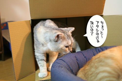 New猫ベッド争奪戦★前編_d0355333_16561981.jpg
