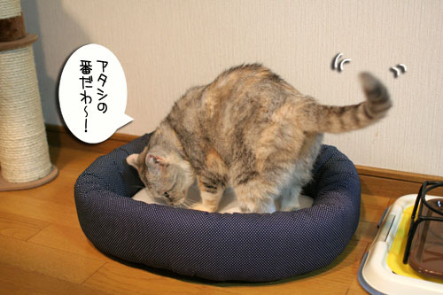 New猫ベッド争奪戦★前編_d0355333_16562062.jpg