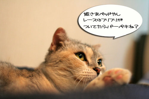 New猫ベッド争奪戦★前編_d0355333_16562125.jpg