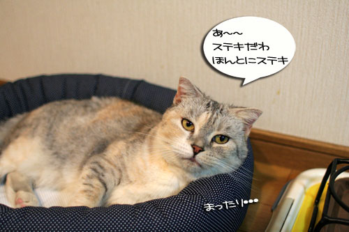 New猫ベッド争奪戦★前編_d0355333_16562157.jpg