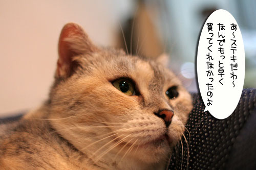 New猫ベッド争奪戦★前編_d0355333_16562269.jpg