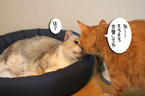 New猫ベッド争奪戦★前編_d0355333_16562276.jpg