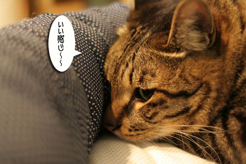 New猫ベッド争奪戦★後編_d0355333_16562754.jpg