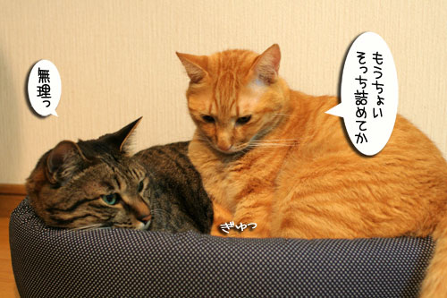 New猫ベッド争奪戦★後編_d0355333_16562999.jpg