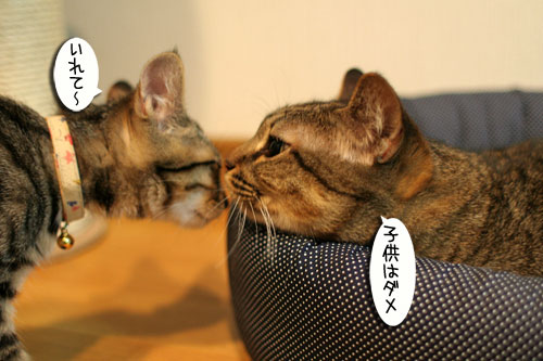 New猫ベッド争奪戦★後編_d0355333_16563294.jpg