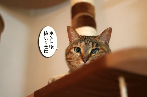 チャレンジしてこそ・・・!_d0355333_16564202.jpg
