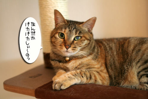 チャレンジしてこそ・・・!_d0355333_16564327.jpg