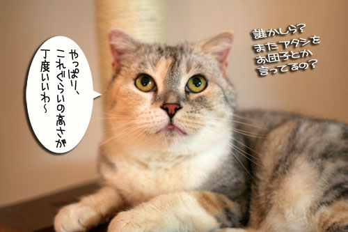 チャレンジしてこそ・・・!_d0355333_16564570.jpg