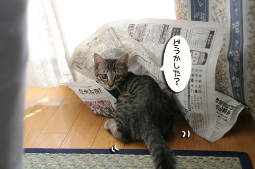 新聞にそそられる_d0355333_16565518.jpg
