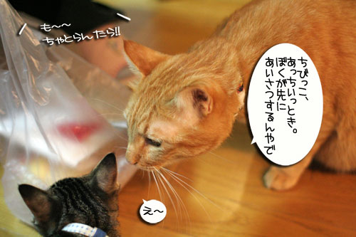もものお客さま 前編_d0355333_16570414.jpg