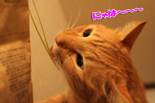 どさ草にまぎれて_d0355333_16585303.jpg