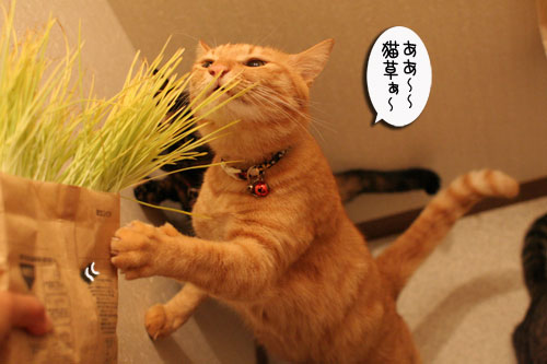 どさ草にまぎれて_d0355333_16585366.jpg