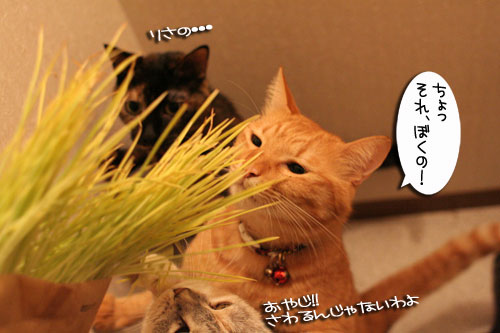 どさ草にまぎれて_d0355333_16585443.jpg
