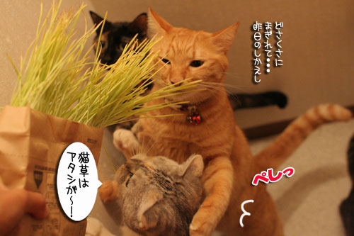 どさ草にまぎれて_d0355333_16585484.jpg